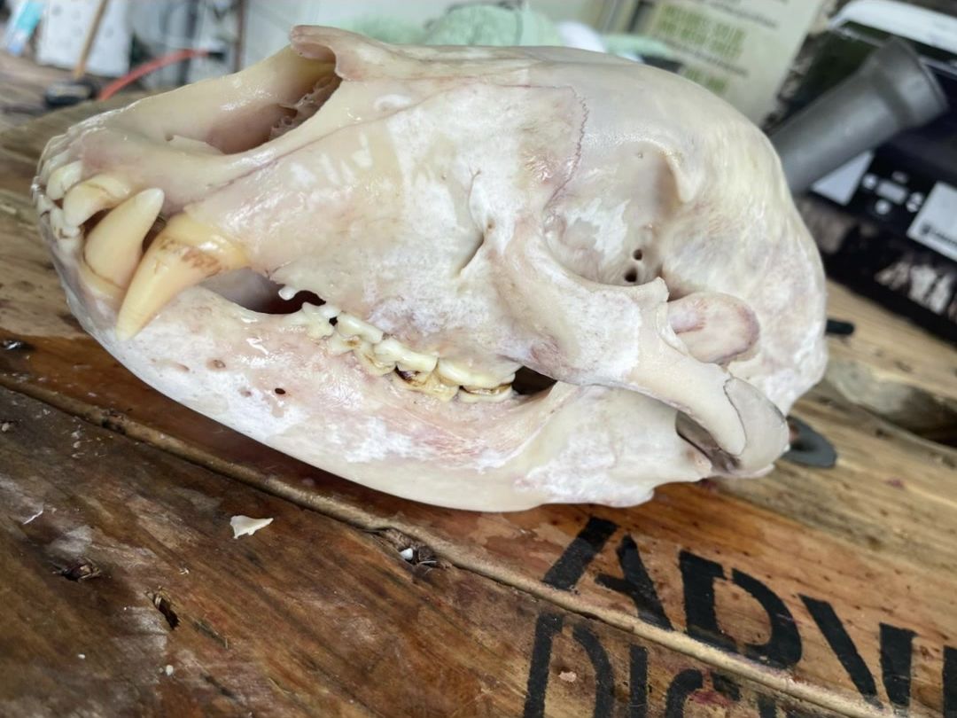 Cleaned black bear skull