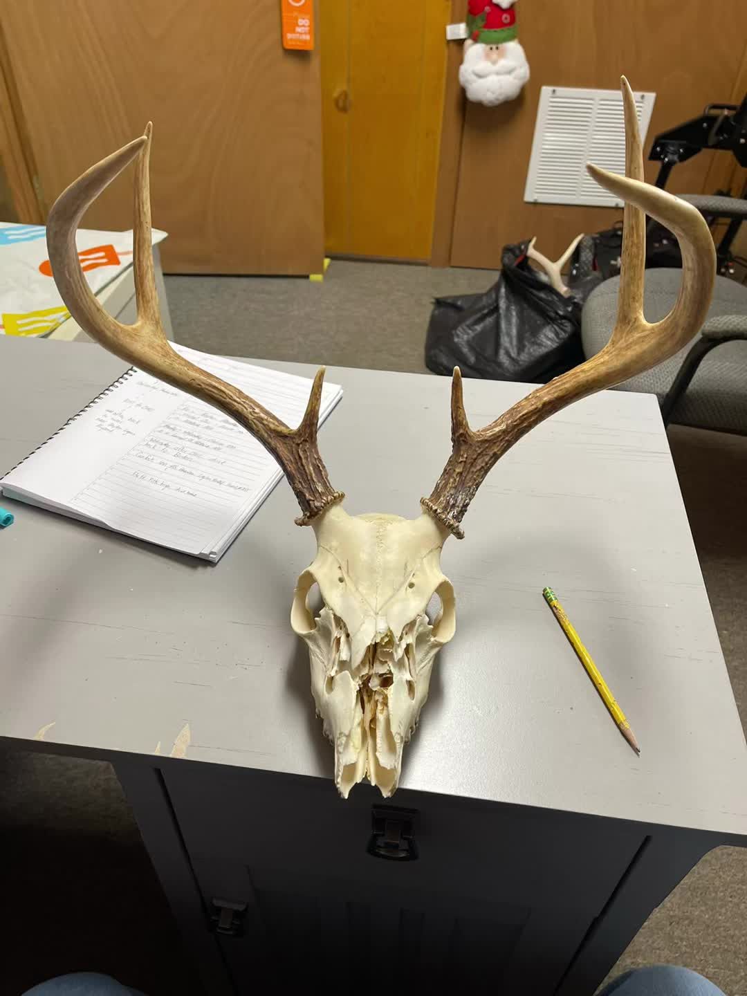 Whitetail European mount with wide antlers