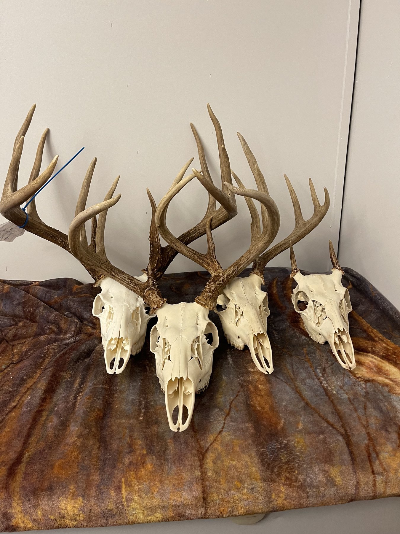 Four cleaned European mounts lined up
