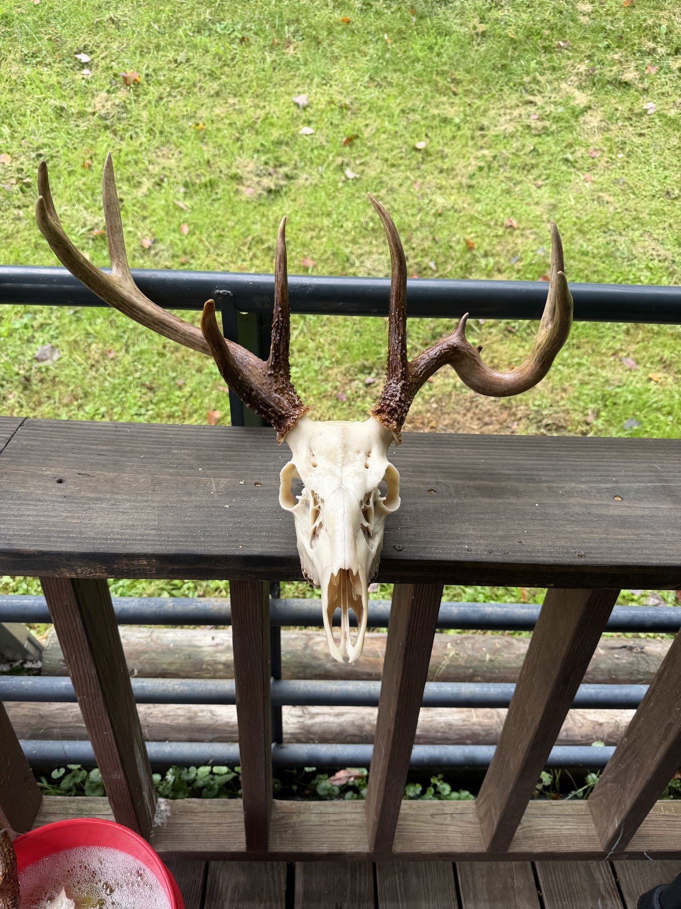 Whitetail European mount with a drop tine