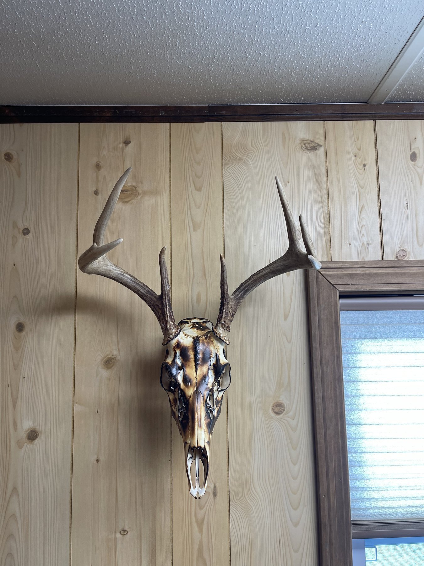 Fire-cured whitetail European mount on wood paneling
