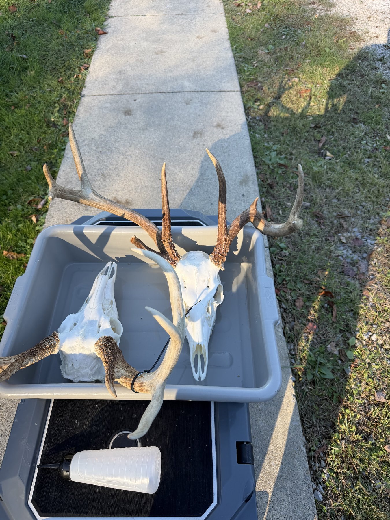 Two cleaned deer skulls in a tub outdoors