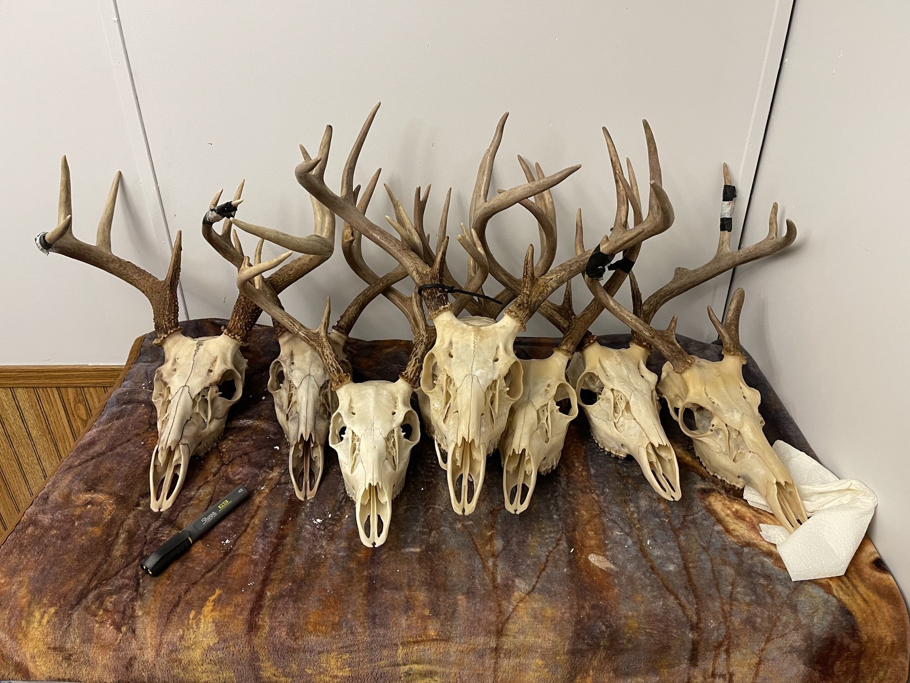 Row of finished European mounts ready for pickup