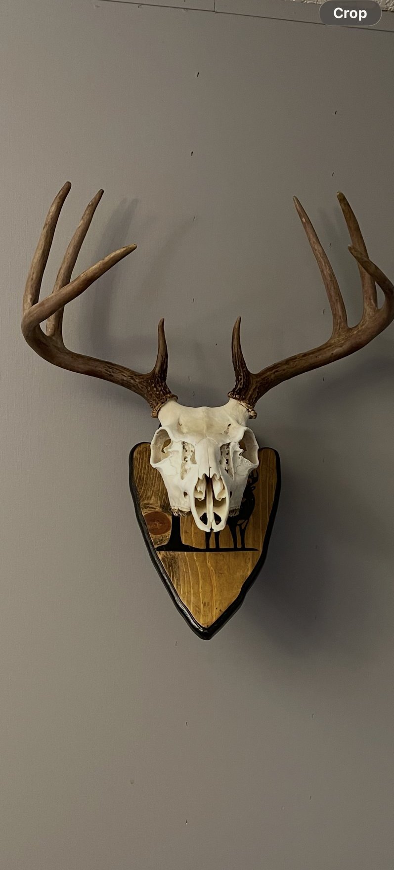 Whitetail European mount on a wooden plaque